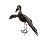 Curlew wings out 50 cm