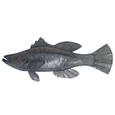 Barra Fish wall hanging120 cm