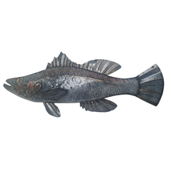 Barra Fish wall hanging120 cm