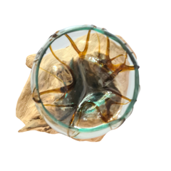 Half glass 2 colors (brown) 20 x 30 cm